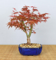Preview: Bonsai Outdoor, Roter Fächerahorn (Acer palmatum 'deshojo')