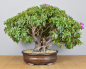 Preview: Bonsai Indoor, Indische Azalee oder Zimmerazalee (Rhododendron simsii)
