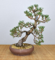 Preview: Bonsai Outdoor, Japanische Schwarzkiefer (Pinus thunbergii kotobuki)