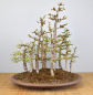 Preview: Bonsai Outdoor, Europäischer Lärchenwald (Larix decidua)