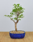Preview: Bonsai Outdoor, Japanisches Schneeglöckchen (Styrax japonica)