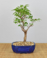 Preview: Bonsai Outdoor, Japanisches Schneeglöckchen (Styrax japonica)