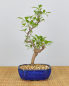 Preview: Bonsai Outdoor, Japanisches Schneeglöckchen (Styrax japonica)