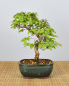 Preview: Bonsai Outdoor, Koreanische Hainbuche (Carpinus turczaninowii)