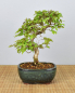 Preview: Bonsai Outdoor, Koreanische Hainbuche (Carpinus turczaninowii)