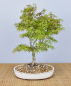 Preview: Bonsai Outdoor, Roter Fächerahorn (Acer palmatum 'yukihime')