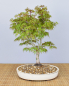 Preview: Bonsai Outdoor, Roter Fächerahorn (Acer palmatum 'yukihime')