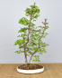 Preview: Bonsai Outdoor, Koreanische Hainbuche (Carpinus turczaninowii)
