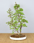 Preview: Bonsai Outdoor, Koreanische Hainbuche (Carpinus turczaninowii)