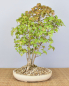 Preview: Bonsai Outdoor, Dreispitzahorn (Acer buergerianum)