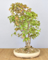 Preview: Bonsai Outdoor, Dreispitzahorn (Acer buergerianum)