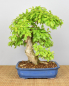 Preview: Bonsai Indoor, Taubenbeere (Duranta repens)