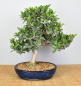 Preview: Bonsai Indoor, Feige (Ficus microcarpa)