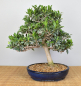 Preview: Bonsai Indoor, Feige (Ficus microcarpa)