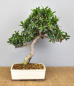 Preview: Bonsai Indoor, Feige (Ficus microcarpa)
