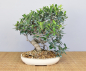 Preview: Bonsai Indoor, Feige (Ficus microcarpa)