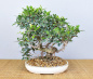 Preview: Bonsai Indoor, Feige (Ficus microcarpa)