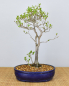 Preview: Bonsai Mediterran, Kakipflaume (Diospyros kaki)