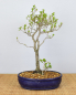 Preview: Bonsai Mediterran, Kakipflaume (Diospyros kaki)
