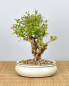 Preview: Bonsai Mediterran, Granatapfel (Punica granatum 'nana')