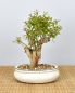 Preview: Bonsai Mediterran, Granatapfel (Punica granatum 'nana')