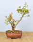 Preview: Bonsai Mediterran, Granatapfel (Punica granatum 'nana')