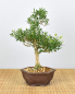 Preview: Bonsai Indoor, Chinesischer Buchsbaum (Buxus harlandii)