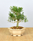 Preview: Bonsai Indoor, Chinesischer Buchsbaum (Buxus harlandii)
