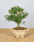 Preview: Bonsai Indoor, Chinesischer Buchsbaum (Buxus harlandii)