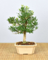 Preview: Bonsai Indoor, Chinesischer Buchsbaum (Buxus harlandii)