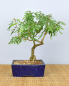 Preview: Bonsai Indoor, Arabische Akazie (Acacia arabica oder vachellia nilotica)