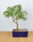 Preview: Bonsai Indoor, Arabische Akazie (Acacia arabica oder vachellia nilotica)
