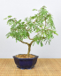 Preview: Bonsai Indoor, Arabische Akazie (Acacia arabica oder vachellia nilotica)