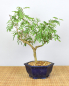 Preview: Bonsai Indoor, Arabische Akazie (Acacia arabica oder vachellia nilotica)