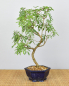 Preview: Bonsai Indoor, Arabische Akazie (Acacia arabica oder vachellia nilotica)