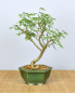 Preview: Bonsai Indoor, Arabische Akazie (Acacia arabica oder vachellia nilotica)