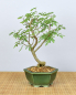 Preview: Bonsai Indoor, Arabische Akazie (Acacia arabica oder vachellia nilotica)