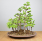 Preview: Bonsai Outdoor, Europäischer Lärchenwald (Larix decidua)