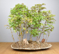 Preview: Bonsai Outdoor, Dreispitzahorn Wald (Acer buergerianum)