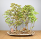 Preview: Bonsai Outdoor, Dreispitzahorn Wald (Acer buergerianum)