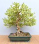 Preview: Bonsai Indoor, Weißbunte Taubenbeere (Duranta repens 'variegata')