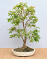 Preview: Bonsai Indoor, Baumstammkirsche oder Jabuticaba (Myrciaria cauliflora)