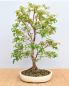 Preview: Bonsai Indoor, Baumstammkirsche oder Jabuticaba (Myrciaria cauliflora)