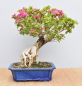 Preview: Bonsai Mediterran, Drillingsblume (Bougainvillea sp.)