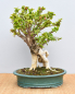 Preview: Bonsai Mediterran, Drillingsblume (Bougainvillea sp.)