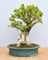 Preview: Bonsai Mediterran, Drillingsblume (Bougainvillea sp.)