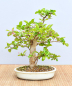 Preview: Bonsai Indoor, Acerola- oder Barbados-Kirsche (Malphigia emarginata)