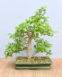 Preview: Bonsai Indoor, Acerola- oder Barbados-Kirsche (Malphigia emarginata)