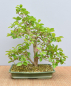 Preview: Bonsai Indoor, Acerola- oder Barbados-Kirsche (Malphigia emarginata)