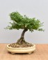 Preview: Bonsai Outdoor, Spindelstrauch oder Pfaffenhütchen (Euonymus)